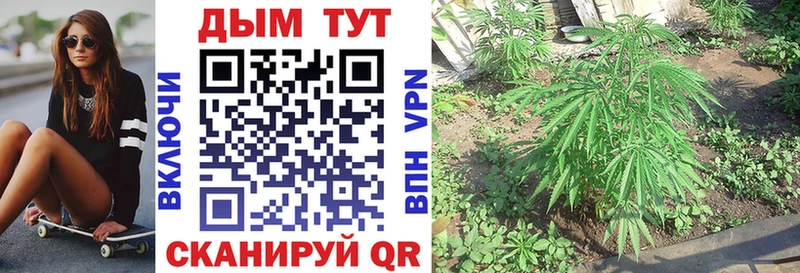 Марихуана индика  Мытищи 